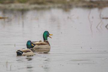 Mallard drakes swimming in lake