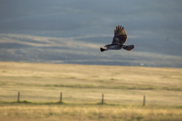 Fly