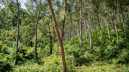 Haitian Forest