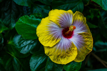 The Majestic Flower Conservatory 