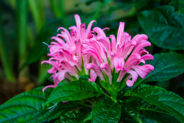 The Majestic Flower Conservatory 
