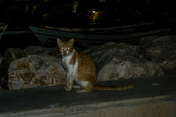 Cat in a harbor