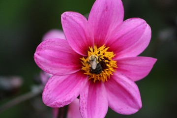 Obraz premium Bee Flower