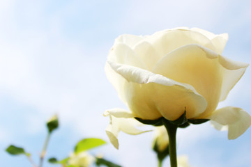 白いバラと空