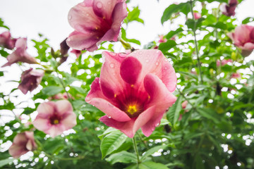 Beautiful allamanda flower, Purple allamanda flower