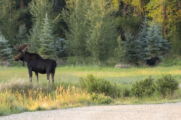 Fototapeta na wymiar Cow & Bull Moose