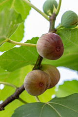 樹上のイチジクの実