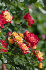 Fototapeta premium 赤と黄色のバラの花