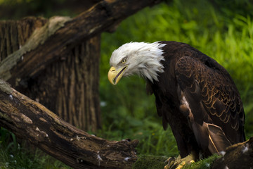 Beautiful bald eagle portrait. 
