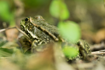 Grenouille