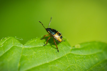 Insecte