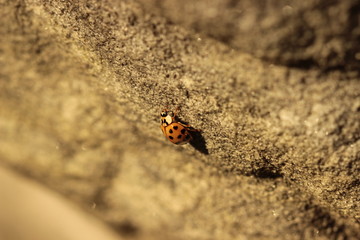 Coccinelle sur rocher