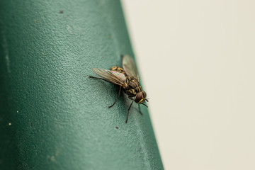 Mouche