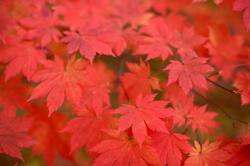 Red maple leaves border at autumn forest, blurred background. Season changing. A tree branch of maple, fall.