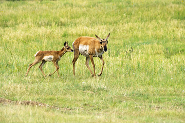 Pronghorn "Antelope"