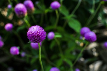 Beautiful Single-Focused Purple Allium