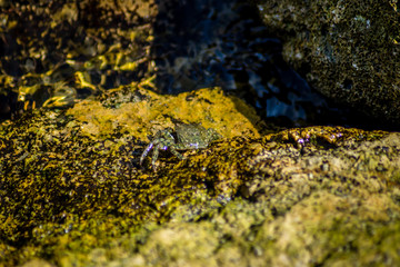 Crab in rocks