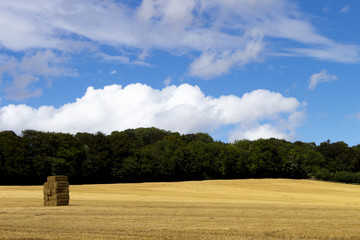 Livestock winter feed bales of hay in farmland field in rural Hampshire