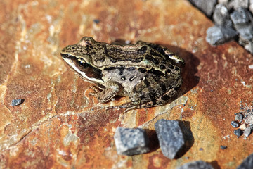 The top view of a Wood Frog on a red rock