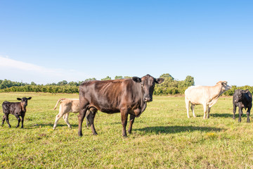 Obraz na płótnie Canvas Curious cows in a field in rural southern america.