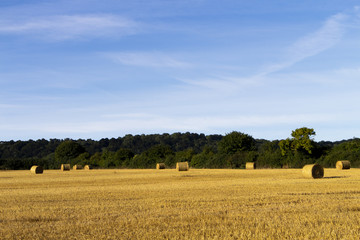 Fototapeta premium Livestock winter feed bales of hay in farmland field in rural Hampshire