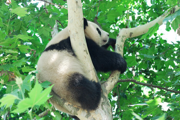  young panda climbing up and playing on the tree