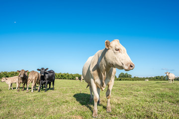 Naklejka na ściany i meble One curious blond cow standing close to the camera while a group of shy cows far behind in the distance look on. Bright blue sky and grassy field.