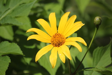 yellow flower