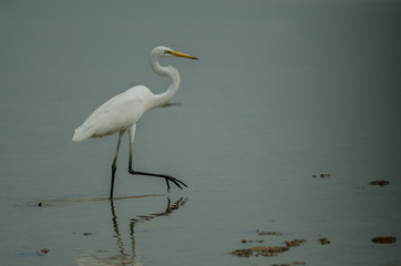 Great Egret standing in a shallow creek
