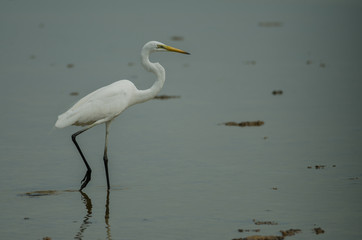 Great Egret standing in a shallow creek