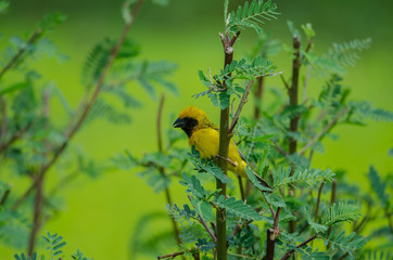 Asian Golden Weaver on the branches
