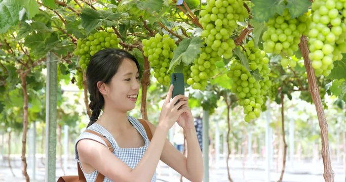 Woman take photo on the grape farm