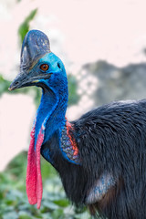 フタニクダレヒクイドリ