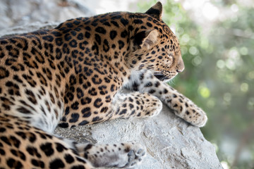 アムールヒョウが悠々と休んでいる。ヒョウ柄が美しいアップ