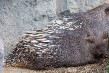 マレーヤマアラシはけっこうかわいい顔をしている。
