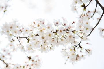 Beautiful cherry blossom in spring time over sky.