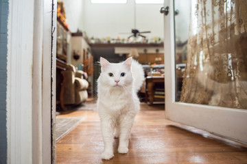 Adorable white cat with a green and blue eye can't decide to go in or out of a door, in a lovely southern home with autumn decor in the background. - Powered by Adobe