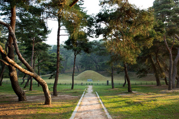 Pine Tree Forest in the Gyeongju, Korea.