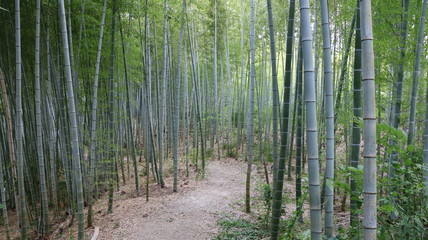 愛知 緑地公園 夏 日中 竹 竹林 小径 ハイキングコース 未舗装