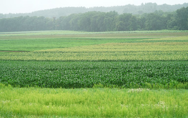farm field with plant growing in summer
