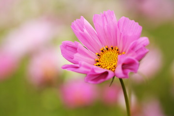 Obraz premium cosmos