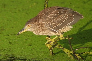Night heron in natural habitat.   Night heron who sits on a dry branch of a tree over a small pond in anticipation of fish. 