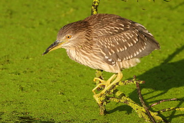 Night heron in natural habitat.   Night heron who sits on a dry branch of a tree over a small pond in anticipation of fish. 