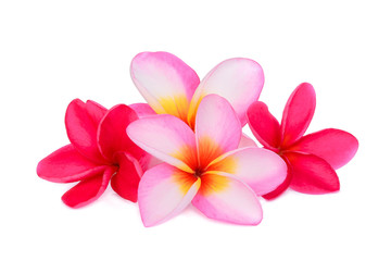 Obraz premium frangipani tropical flower, plumeria, Lanthom, Leelawadee flower isolated white background