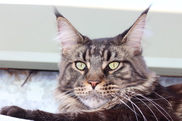 Chat maine coon