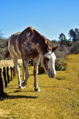 Fototapeta na wymiar Horse grazing in the wild in Cordoba, Argentina.