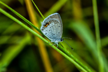 Bläuling