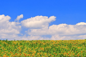 向日葵の群生