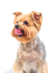 yorkshire terrier isolated on white background