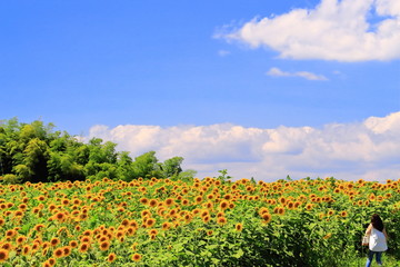 向日葵の群生